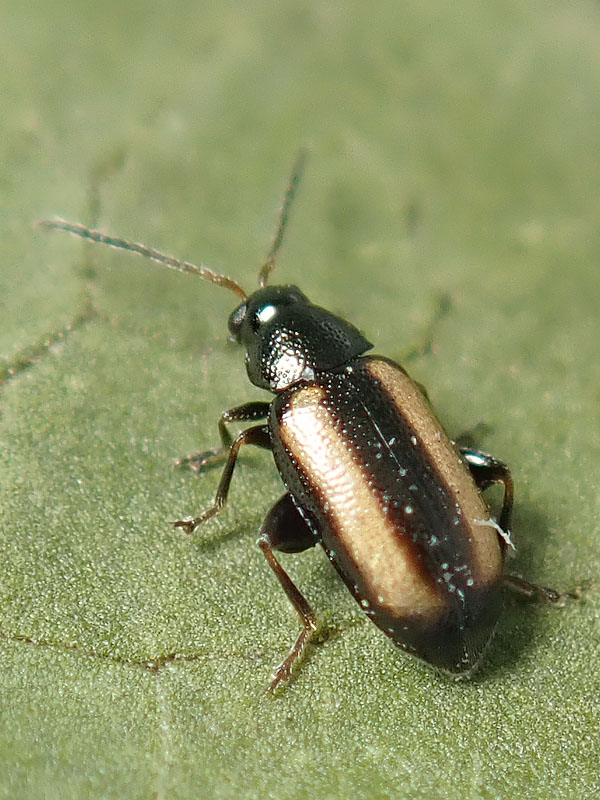 Chrysomelidae: Phyllotreta vittula? S.